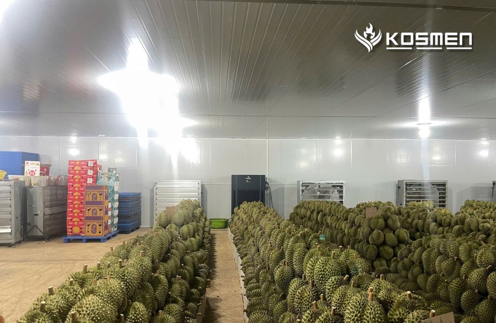 Information collection for the Dak Lak durian warehouse 