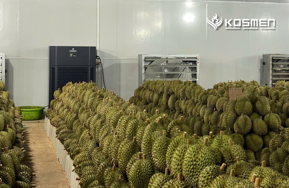 Information collection for the Dak Lak durian warehouse 