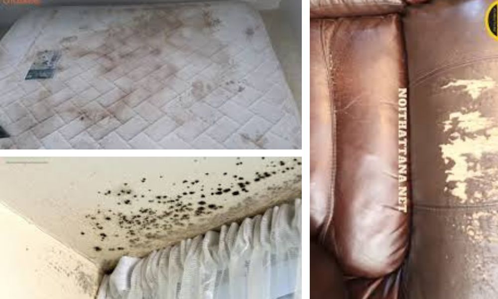 Mattresses, sofas, and curtains can become moldy after the storm